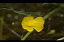 絲葉貍藻-花12.JPG