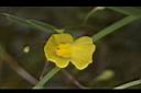 絲葉貍藻-花13.JPG