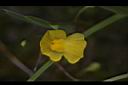 絲葉貍藻-花15.JPG