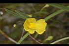 絲葉貍藻-花09.JPG