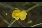 絲葉貍藻-花14.JPG