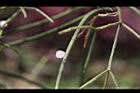 絲葦-實05.JPG