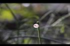 絲葦-實07.JPG