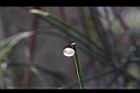 絲葦-實08.JPG