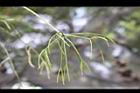 絲葦-枝04.JPG