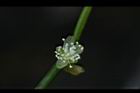 絲葦-花06.JPG