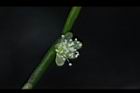絲葦-花09.JPG