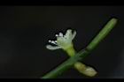 絲葦-花萼06.JPG