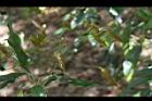 綠樟-幼葉04.JPG