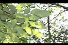 綠樟-葉背06.JPG