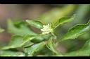 綠莧草-花00.jpg