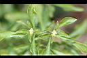綠莧草-花03.jpg