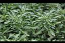 綠莧草-葉01.JPG
