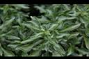 綠莧草-葉02.JPG
