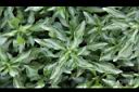 綠莧草-葉05.JPG