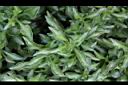 綠莧草-葉11.JPG