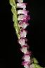 綬草-花05.JPG