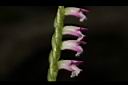 綬草-花06.JPG