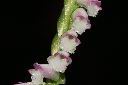 綬草-花13.JPG
