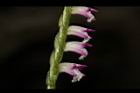 綬草-花10.JPG