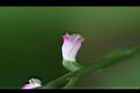 綬草-花14.jpg