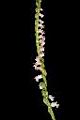 綬草-花序07.JPG