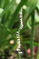 綬草-花序27.jpg