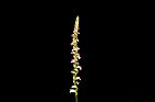 綬草-花序35.JPG