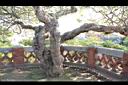 緬梔-莖00.JPG