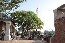 緬梔05.JPG