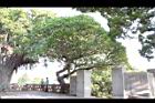 緬梔10.JPG