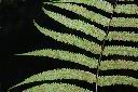 縮羽小毛蕨-孢子03.JPG