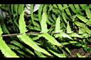 縮羽小毛蕨-蝶狀葉00.JPG