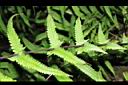縮羽小毛蕨-蝶狀葉05.JPG