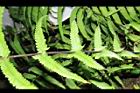 縮羽小毛蕨-蝶狀葉01.JPG