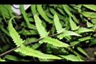 縮羽小毛蕨-蝶狀葉02.JPG