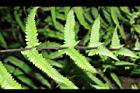 縮羽小毛蕨-蝶狀葉03.JPG