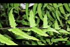 縮羽小毛蕨-蝶狀葉04.JPG