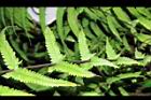 縮羽小毛蕨-蝶狀葉06.JPG