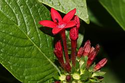 繁星花-花42.JPG