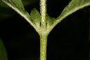 繁星花-托葉00.JPG