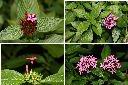 繁星花-花1.jpg