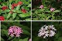 繁星花-花2.jpg