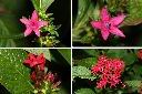 繁星花-花3.jpg