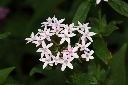 繁星花-花50.JPG