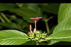 繁星花-花07.JPG