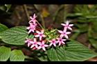 繁星花-花10.JPG