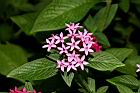 繁星花-花11.JPG