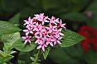 繁星花-花14.JPG