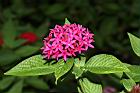 繁星花-花22.JPG